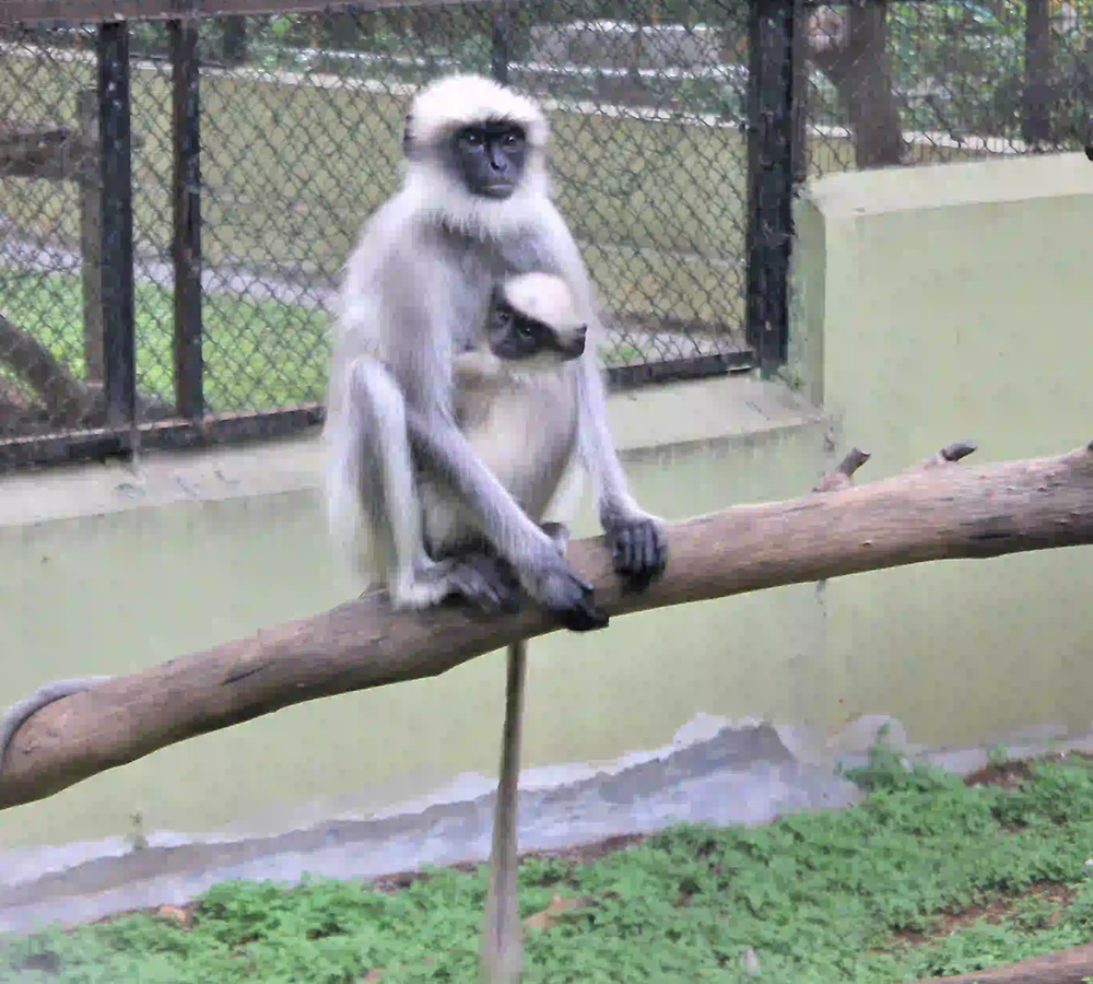 Hanuman Langur